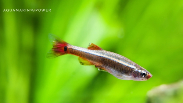 Bottom Feeder Fish: White Cloud Mountain Minnow