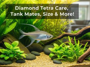 Diamond Tetra
