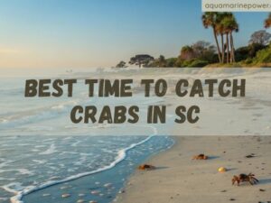Best Time to Catch Crabs in SC