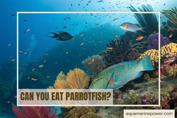 Parrot Fish Menu Can You Eat Parrotfish? Safety, Taste & Sustainability