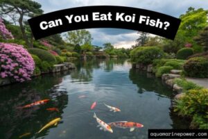 Can You Eat Koi Fish