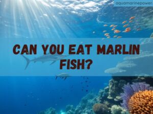 Can You Eat Marlin Fish
