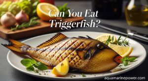 Can You Eat Triggerfish