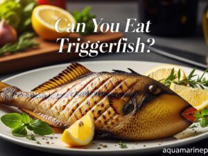 Can You Eat Triggerfish