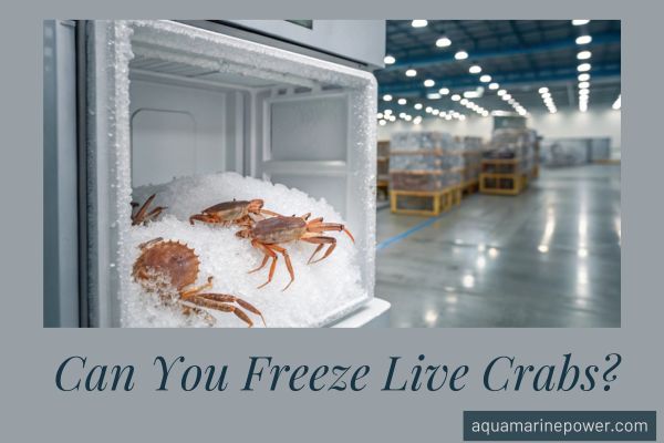 Can You Freeze Live Blue Crabs: Expert Tips for Freshness Preservation