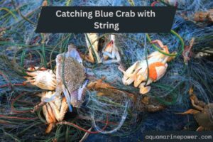 Catching Blue Crab with String