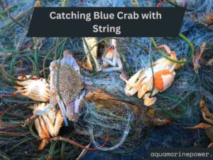 Catching Blue Crab with String