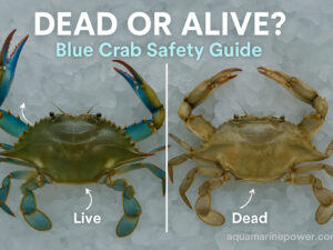 DEAD OR ALIVE