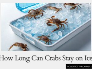 How Long Can Crabs Stay on Ice