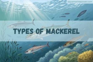 TYPES OF MACKEREL