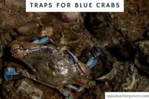 Traps for Blue Crabs