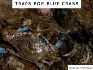 Traps for Blue Crabs