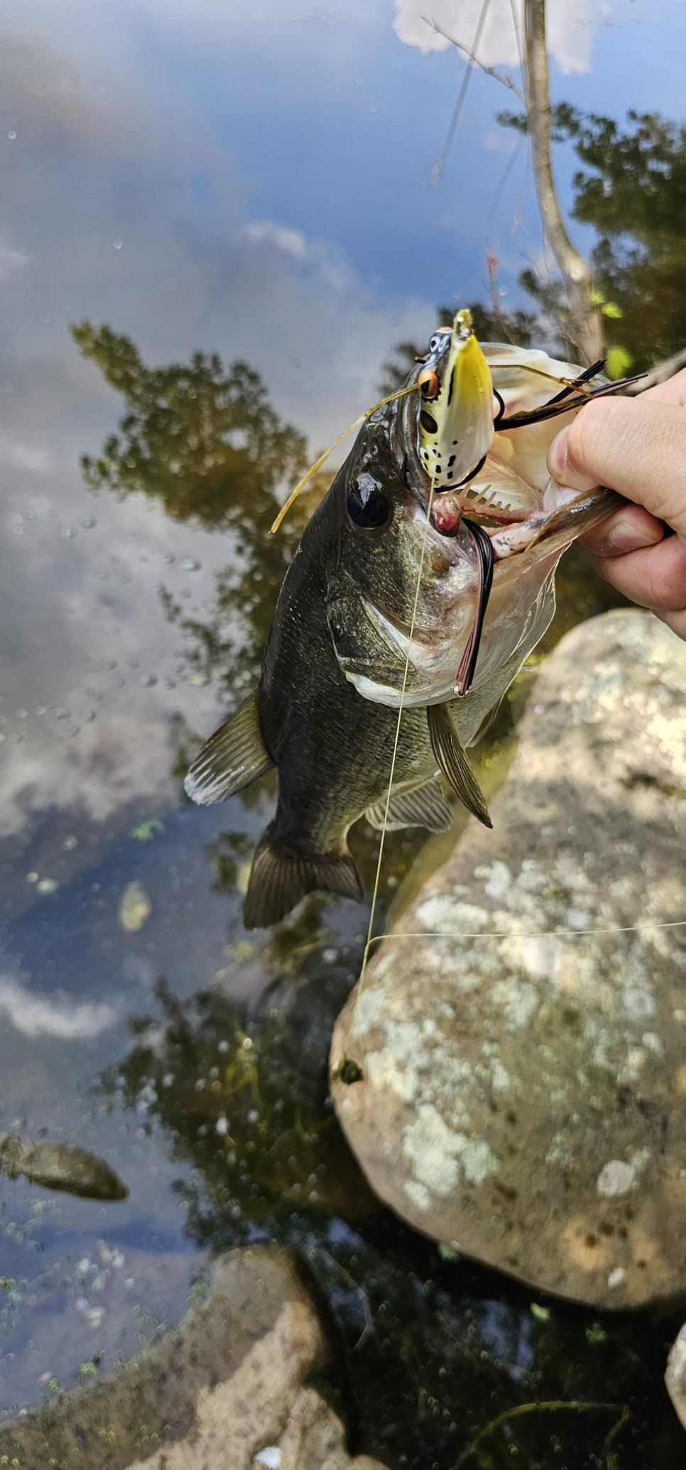Booyah Pad Crasher Topwater Bass Fishing Hollow Body Frog Lure with Weedless Hooks customer photo 1