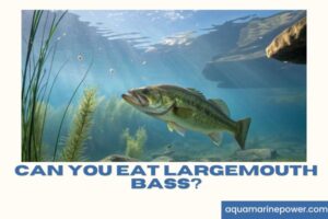 Can You Eat Largemouth Bass?