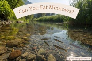 Can You Eat Minnows