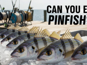 Can You Eat Pinfish