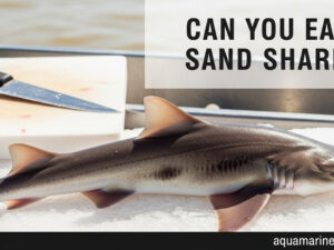 Can You Eat Sand Shark