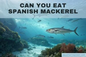 Can You Eat Spanish Mackerel