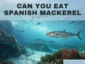 Can You Eat Spanish Mackerel