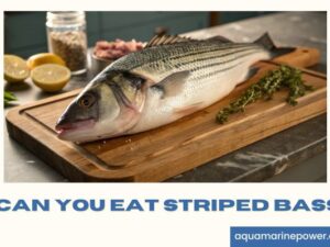 Can You Eat Striped Bass