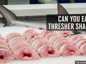 Can You Eat Thresher Shark