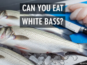 Can You Eat White Bass