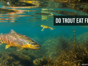 Do Trout Eat Frogs