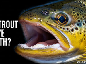 Do Trout Have Teeth