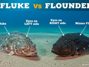 FLUKE vs FLOUNDER