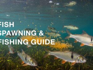 Fish Spawning