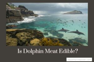Is Dolphin Meat Edible?