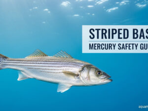 Is Striped Bass High in Mercury