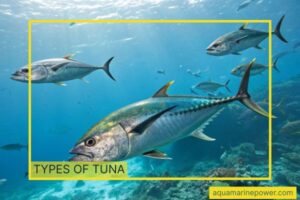 TYPES OF TUNA