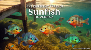 The Different Types of Sunfish in America