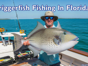 Triggerfish Fishing In Florida