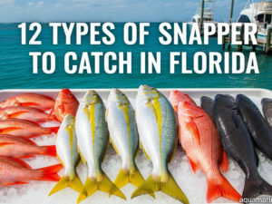 Types of Snapper to Catch In Florida