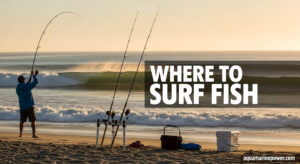 Where to Surf Fish