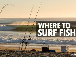 Where to Surf Fish