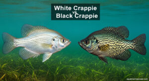 White Crappie vs Black Crappie