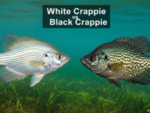 White Crappie vs Black Crappie
