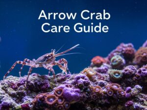 Arrow Crab Care Guide