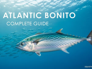 Atlantic Bonito Complete Guide