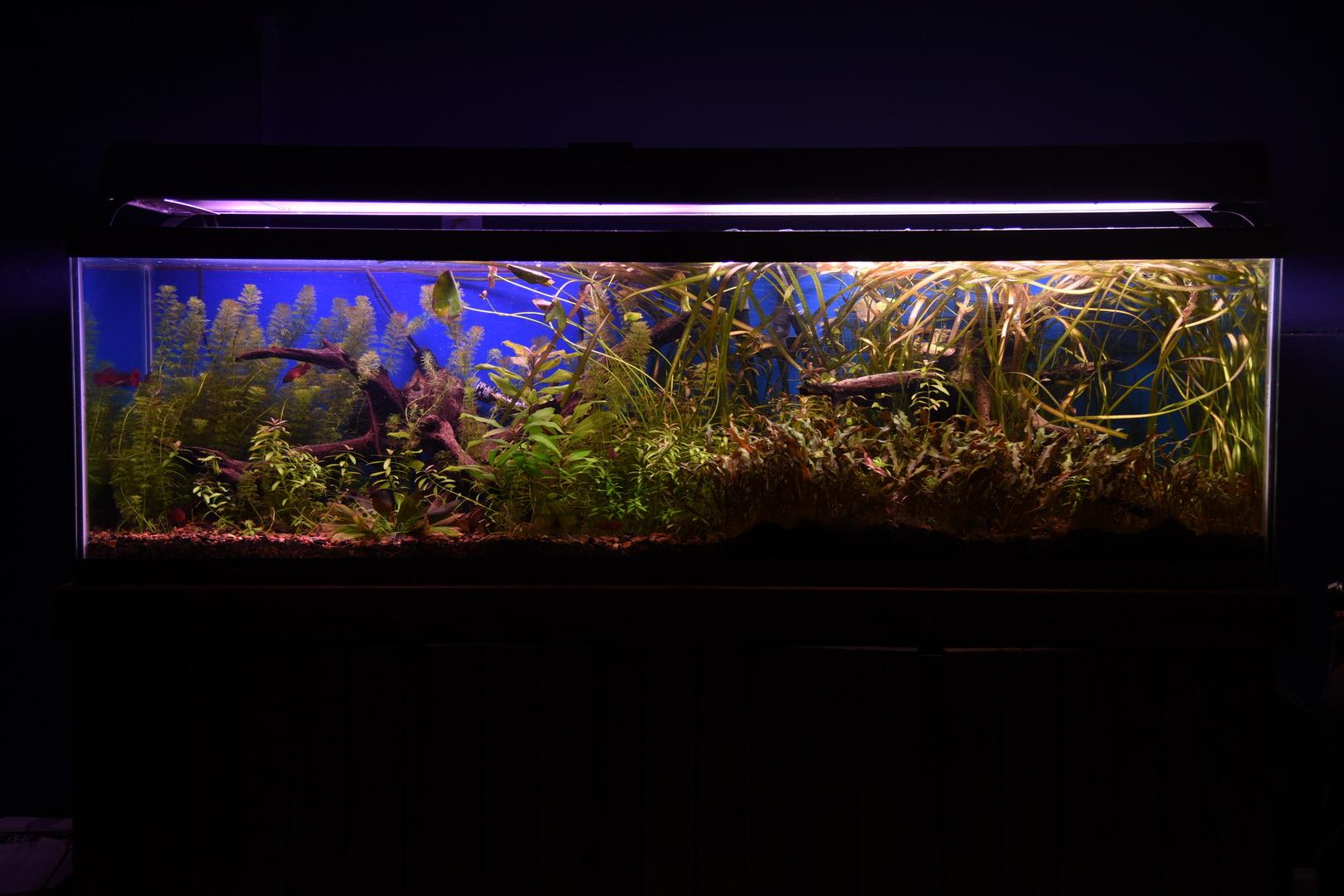 Fluval FX6 High Performance Aquarium Filter, Canister Filter for Aquariums up to 400 Gal. Customer Review Fluval FX6 High Performance Aquarium Filter, Canister Filter for Aquariums up to 400 Gal. - Customer Photo 1
