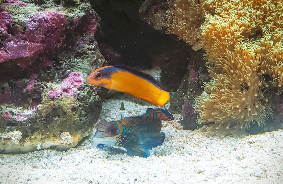Poseidon's Feast :: Live Marine Copepods - 3000+ Tisbe & Tigriopus Pods for Mandarin & Finicky Fish (16oz) Customer Review Poseidon's Feast :: Live Marine Copepods - 3000+ Tisbe & Tigriopus Pods for Mandarin & Finicky Fish (16oz) - Customer Photo 1