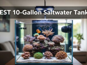 Best 10 Gallon Saltwater Tanks