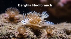 Berghia Nudibranch