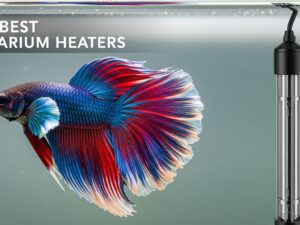 Best Aquarium Heaters