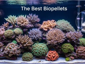 Best Biopellets