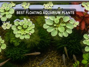 Best Floating Aquarium Plants