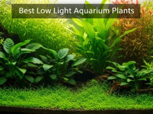 Best Low Light Aquarium Plants